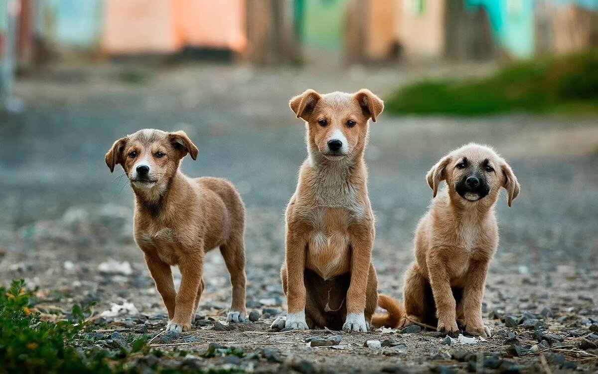 Гибриды или метисы: как правильно называть беспородных собак | семейная  стая | Дзен