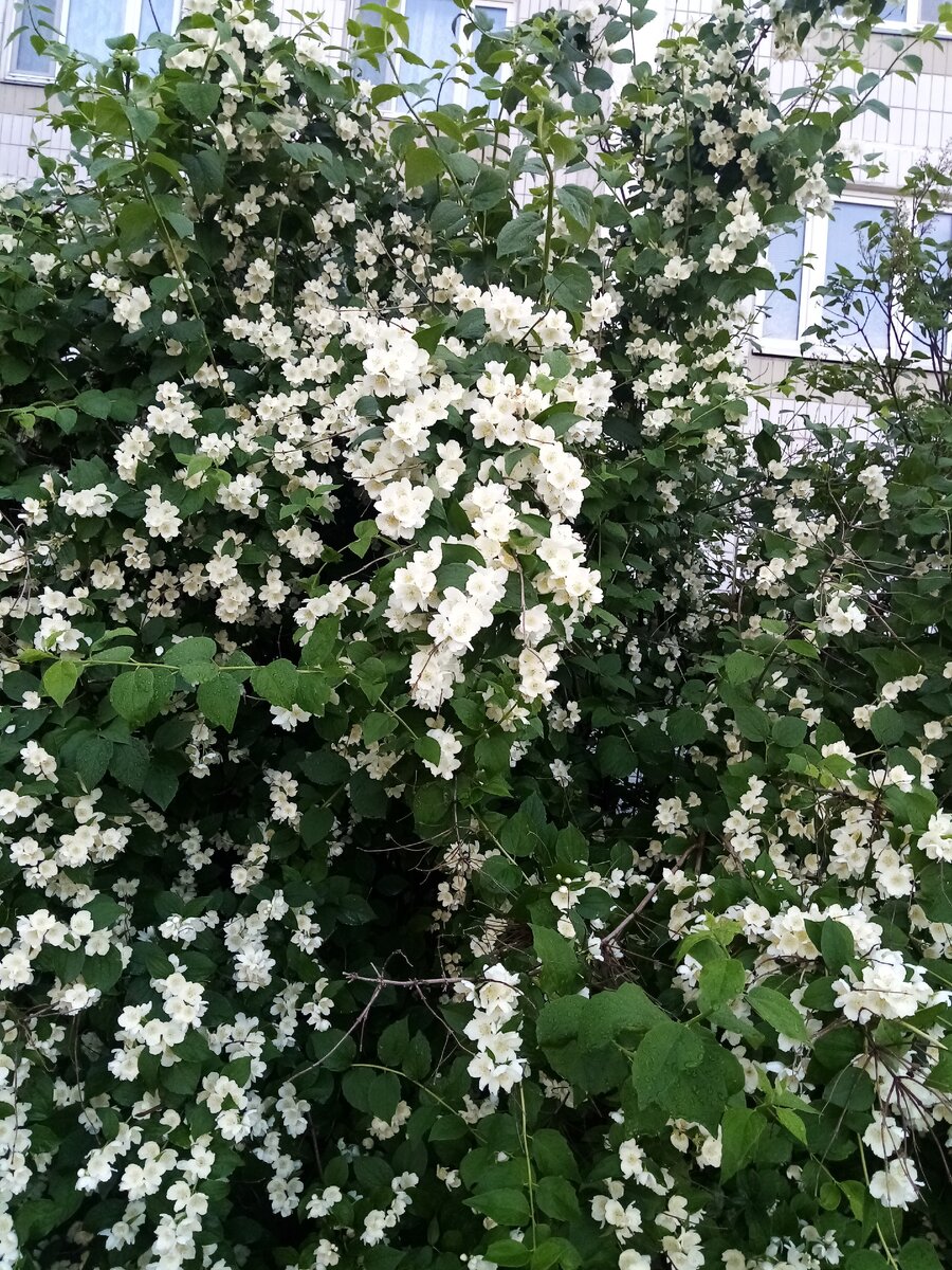 Жасмин 