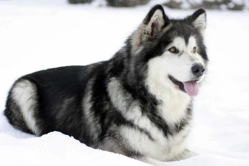 Аляскинский маламут - фото из свободных источников.