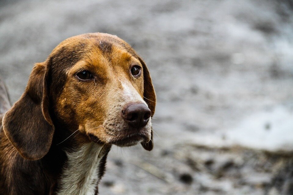 Фото: pixabay.com