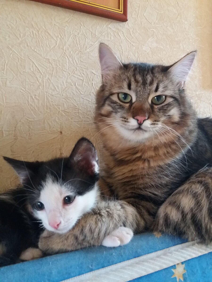 Тигреша и его приемный сынок Темочка