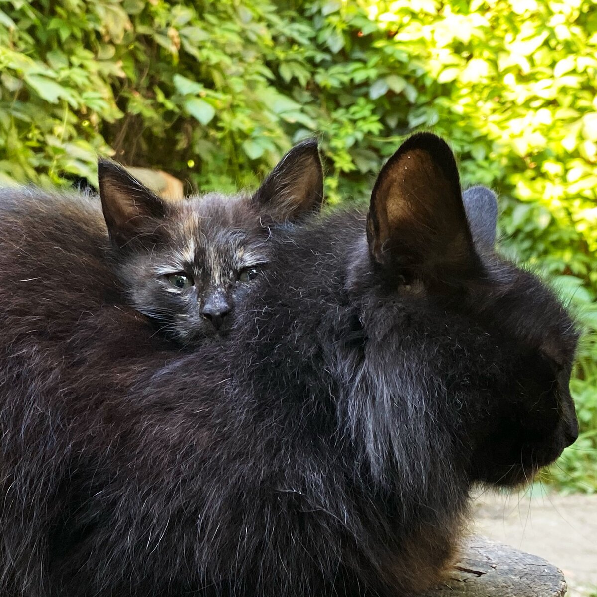 Пополнение в семье