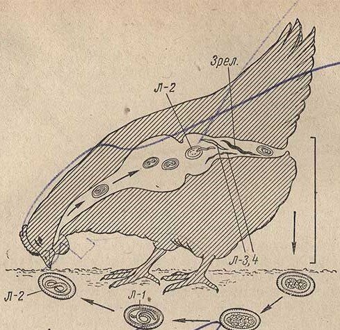 Развитие аскаридоза