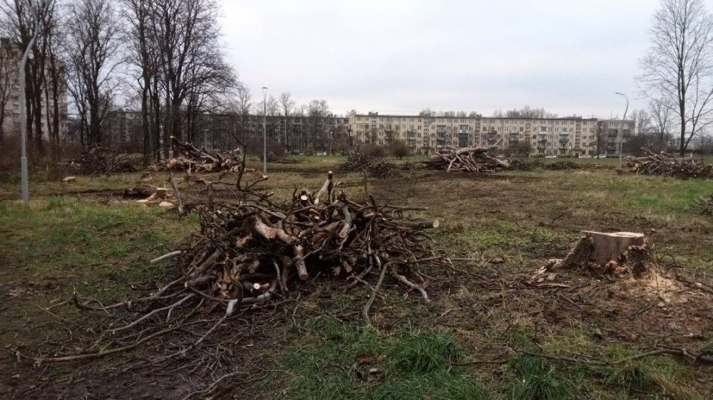 Вырубка мертвых деревьев в парке Авиаторов. Источник: ВК-группа «Московский район – Красивый Петербург»