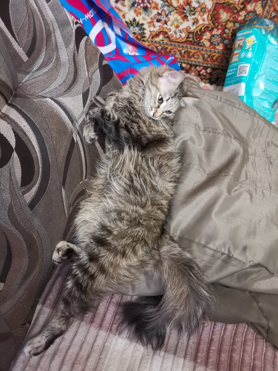 это же надо так заднюю лапку подвернуть?