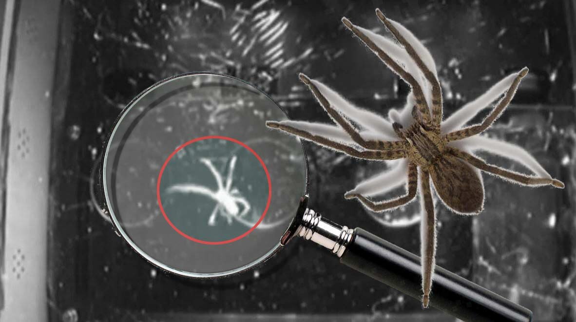 Пауки на космической станции могут плести паутину без гравитации