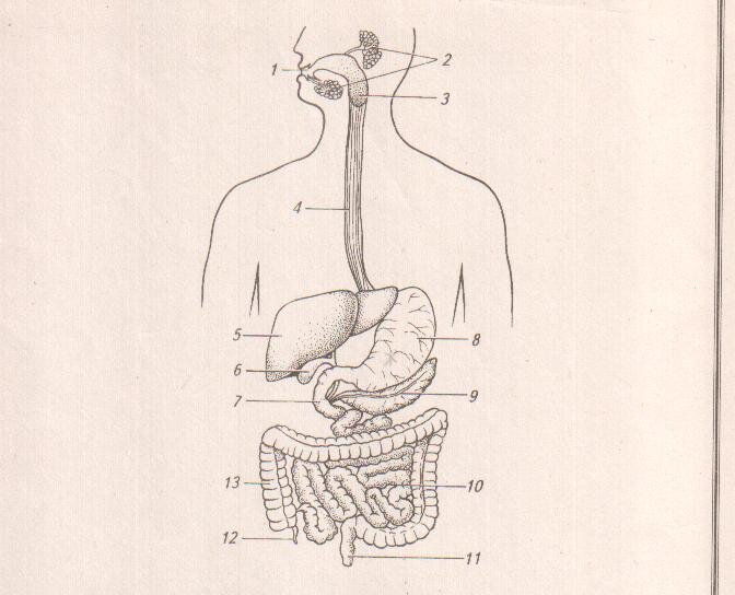 Строение пищеварительной системы человека схема с подписями