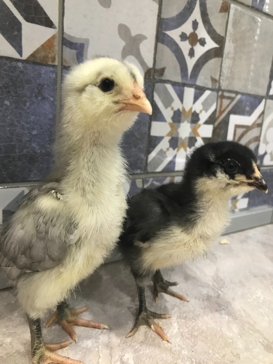 Цыплята породы амераукана