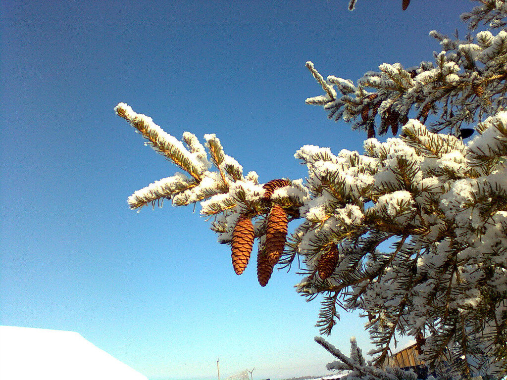 вид из окна родительского дома 