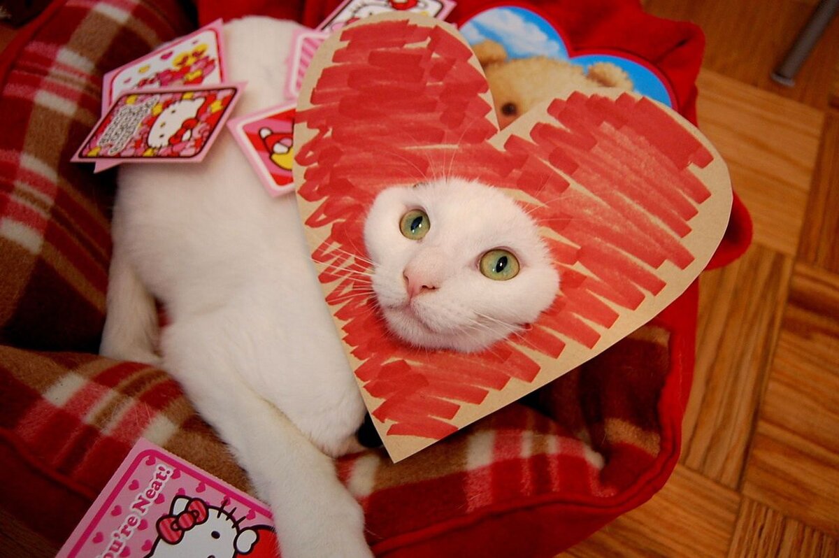 из открытых источников интернета