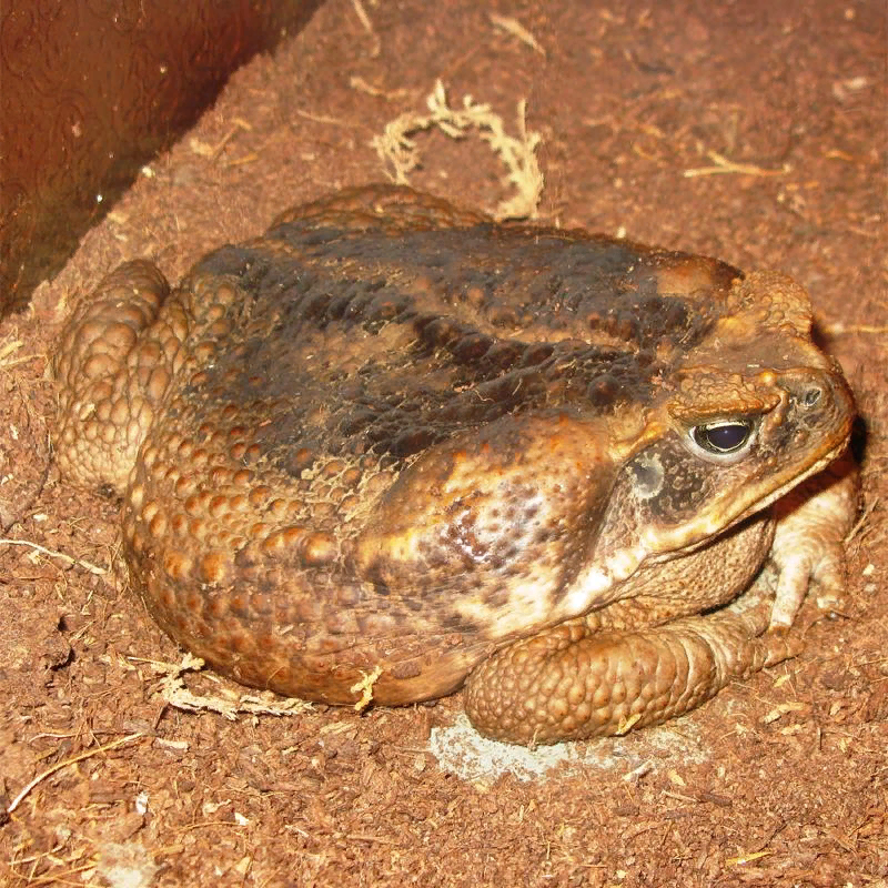 Жаба ага. Тростниковая жаба ага. Суринамская жаба ага. Жаба-ага(лат. Rhinella Marina). Жаба ага принц.