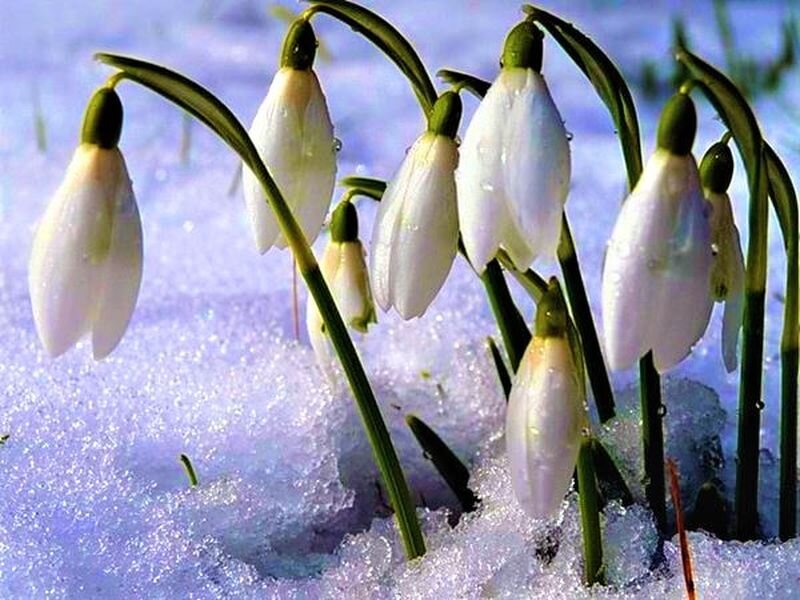  Подснежники. Фото с сайта: https://clck.ru/TbvPF.