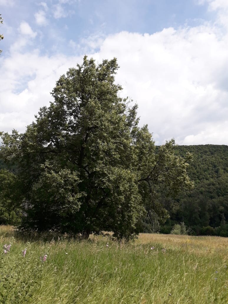 ФОТО  АВТОРА.  МОЯ  ЛЮБИМАЯ  ЛИПОВАЯ  РОЩА    У  ПОДНОЖЬЯ  ГОРЫ  КУШ ТАУ НА  БЕРЕГУ  РЕКИ  БЕЛОЙ.  Фото   от  04.06. 2020.  ДЕНЬ  СБОРА  ЛИПОВОГО  ЦВЕТА