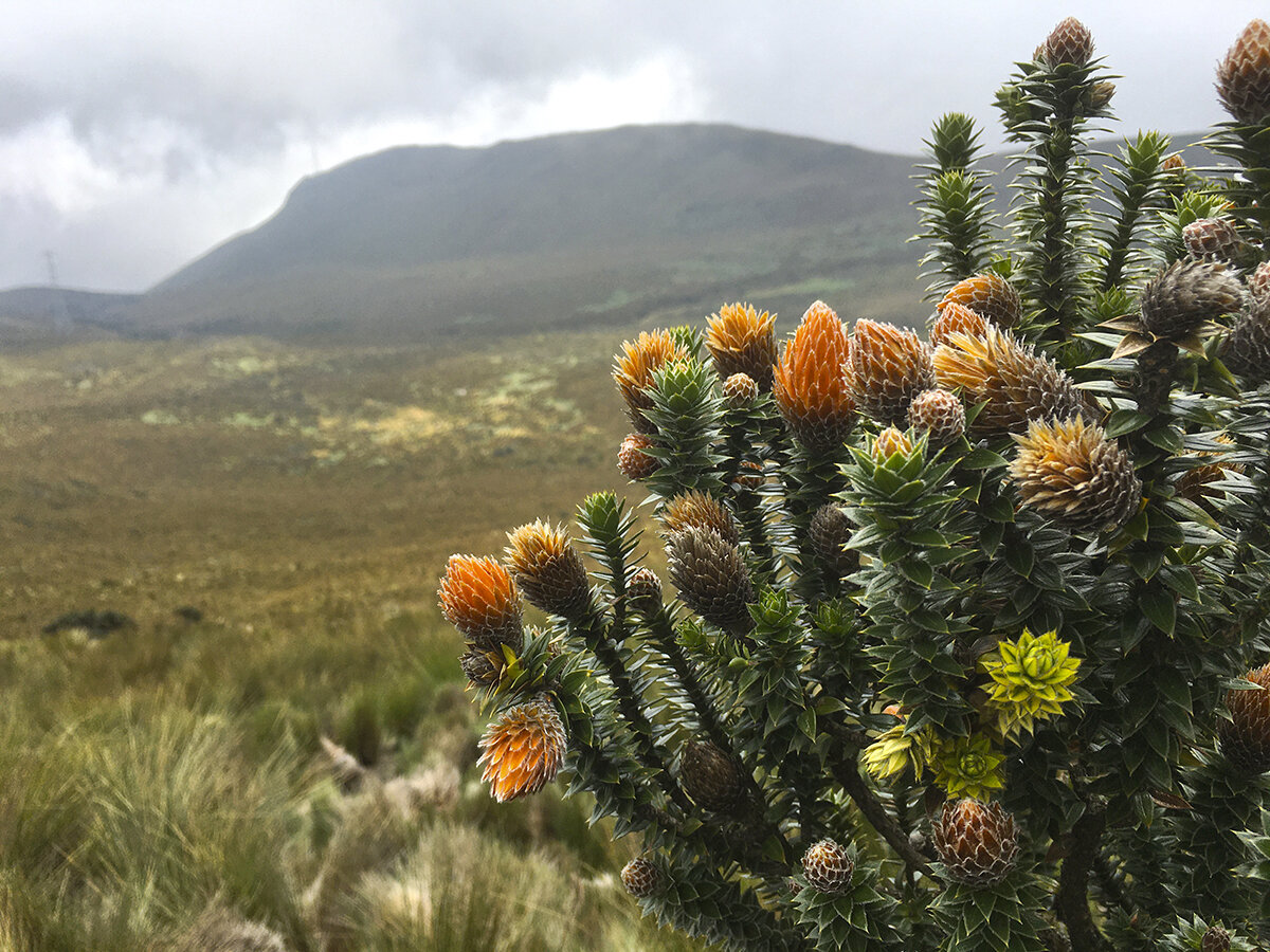 Обожаю этот цветок. Он растёт только высоко в горах, фото автора. Листайте галерею