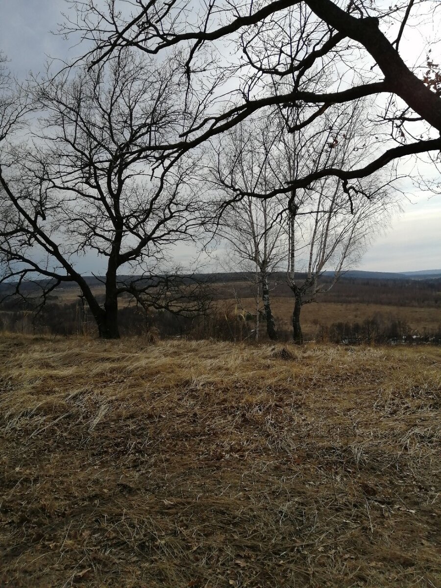 На опушке леса. Фото автора