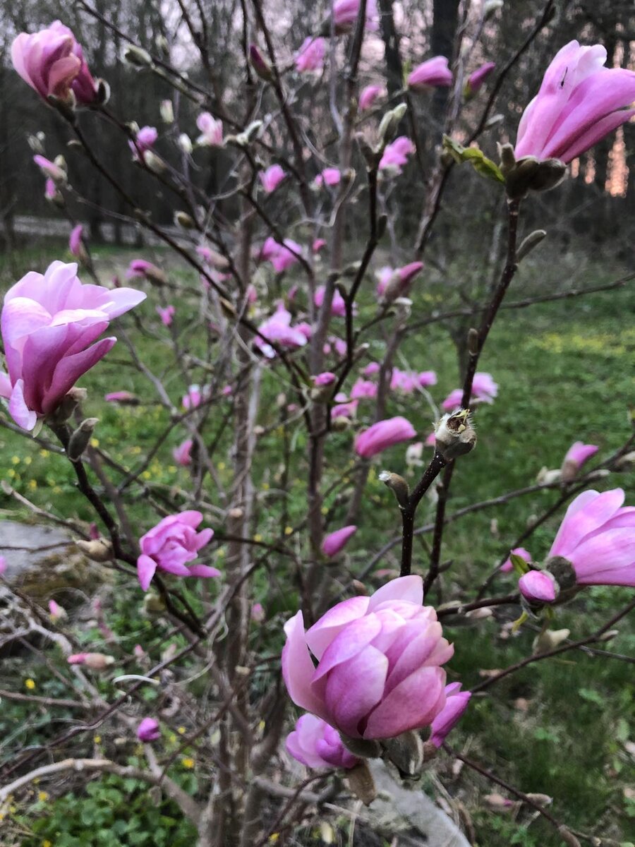 Магнолия в цвете.