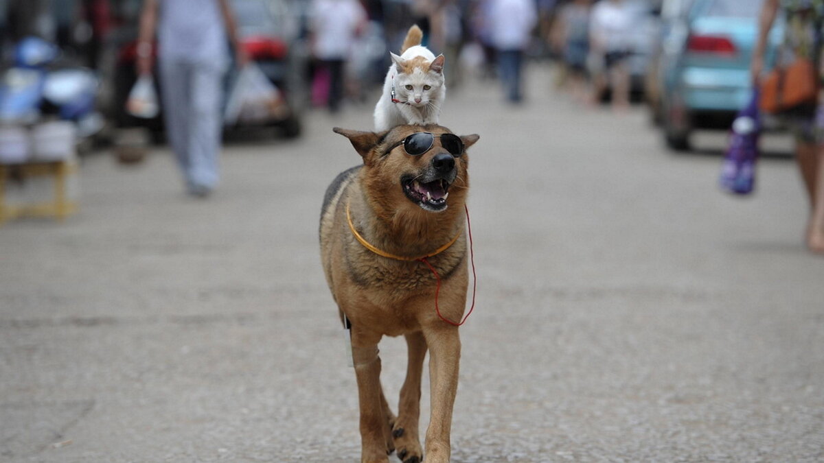 Поехал покататься.