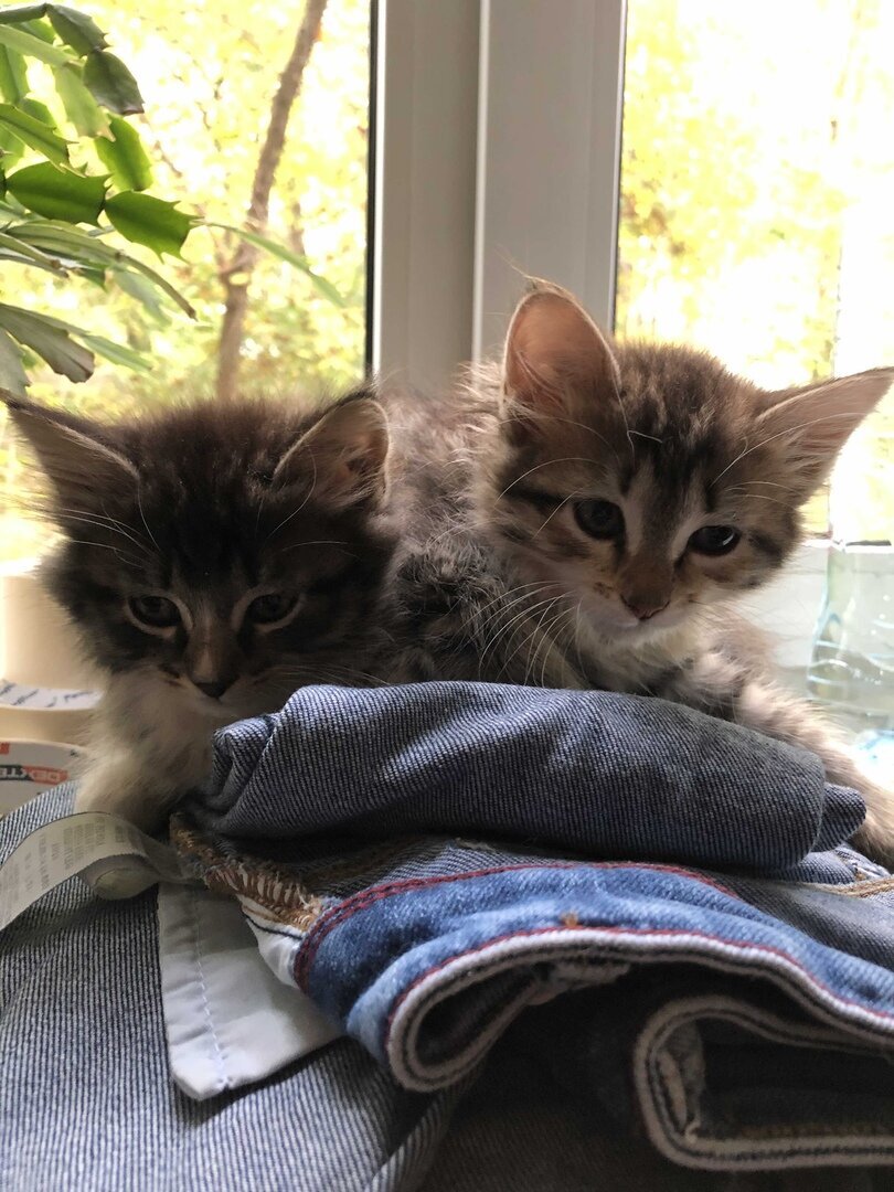 Котята из заброшенной дачи Подмосковья