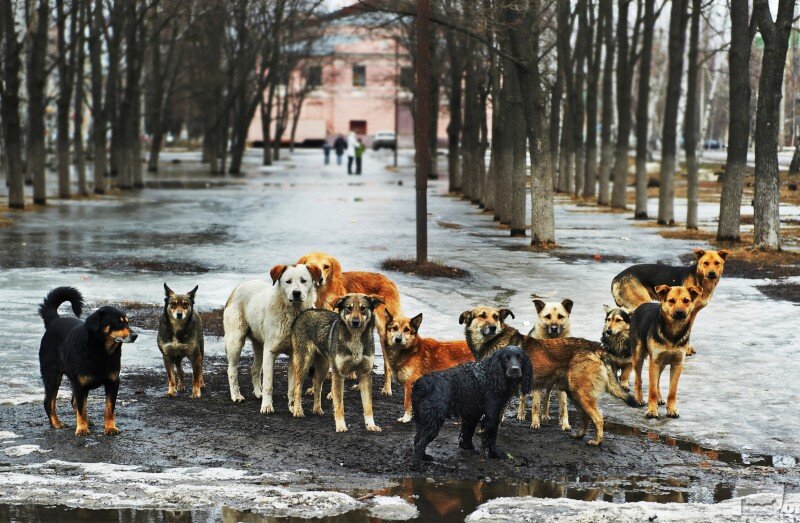 Собачья свадьба фото