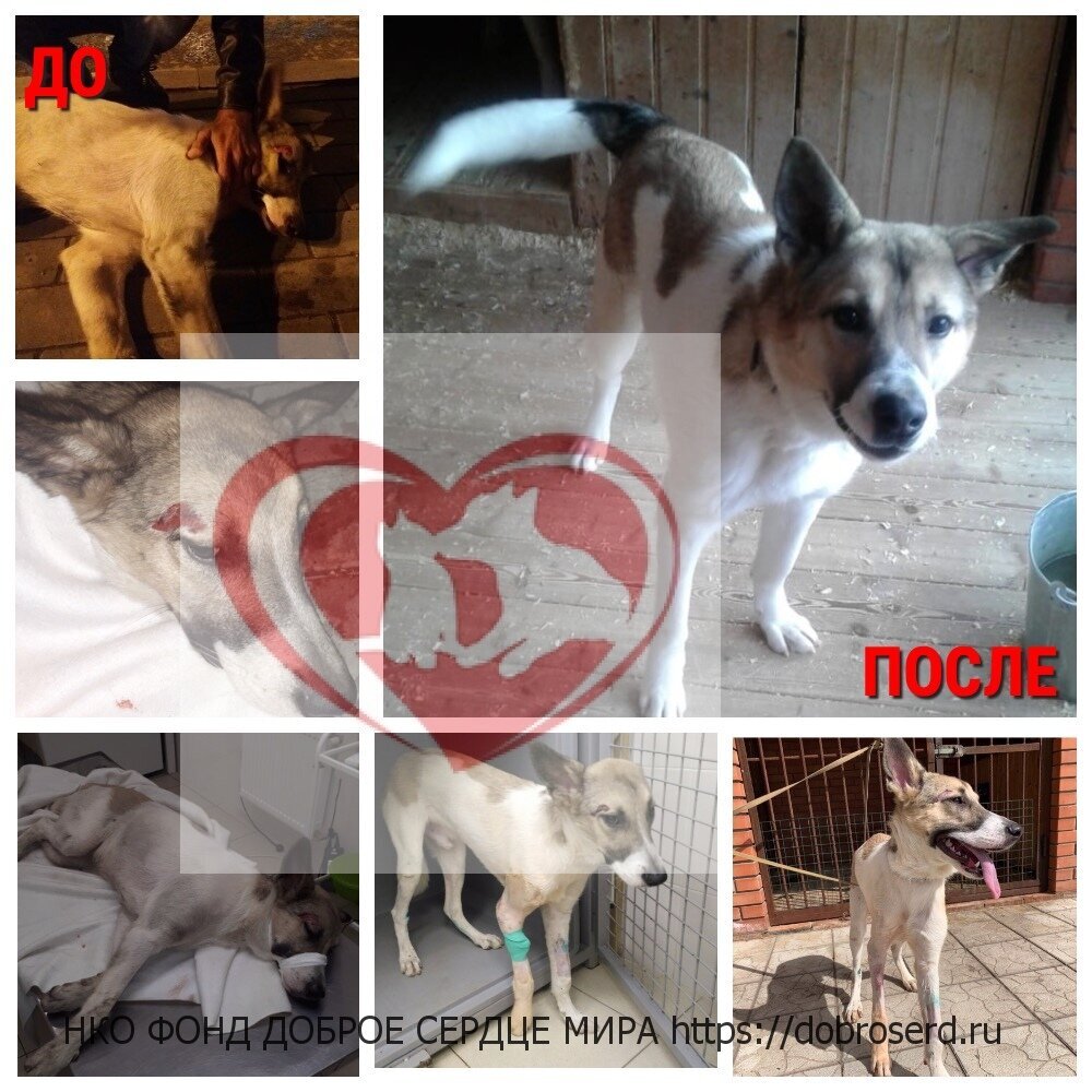 Бумер - подопечный фонда доброе сердце мира 