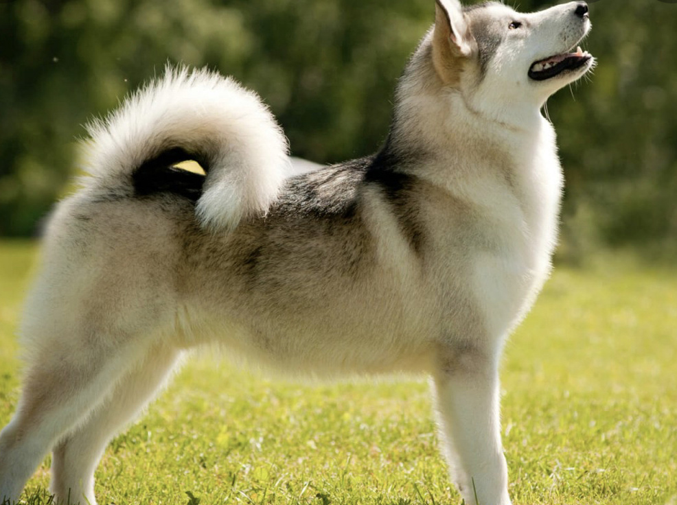 Лайка – распространенная в России и относительно новая охотничья порода собак. Отличается уникальными, прекрасно развитыми слухом, зрением и чутьем. Представители породы очень красивы внешне, обладают умом, воспитанностью и дружелюбием.

Порода относится к 5 группе «Шпицы и примитивные породы» в классификации МКФ. Некоторые разновидности, например, якутская лайка до сих пор не признана МКФ.