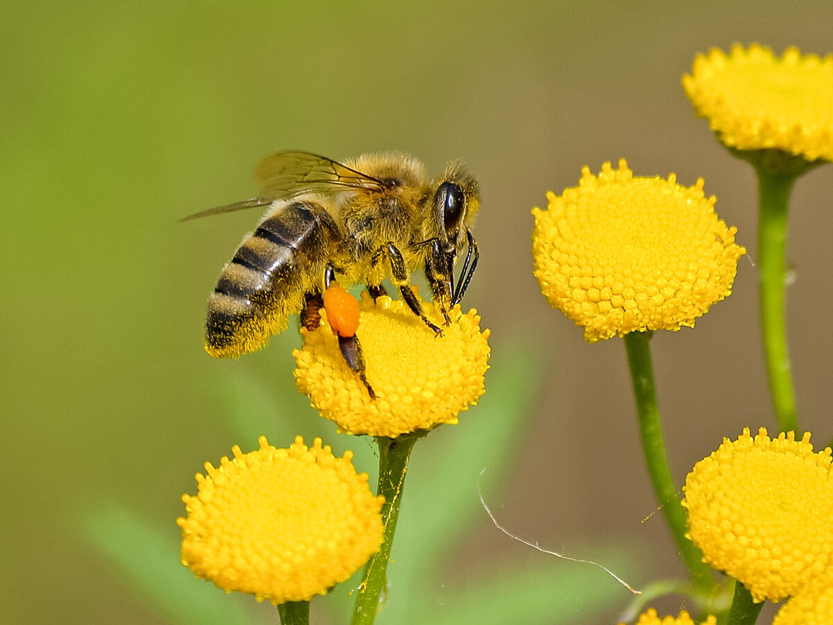 Есть ли отличие между пергой и пыльцой? | Bee Blog | Дзен