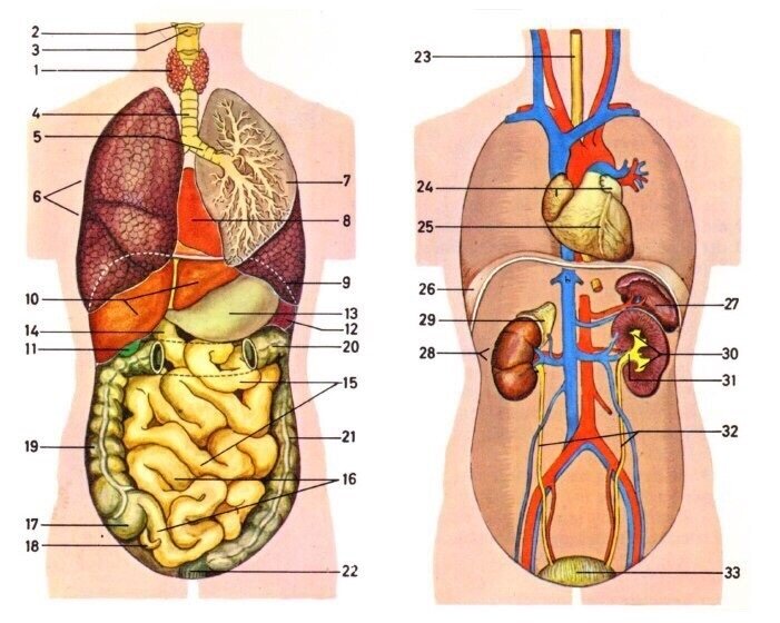 Где находятся все органы картинка
