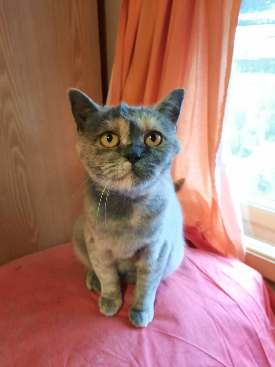 Ну эта кошечка у нас уже была