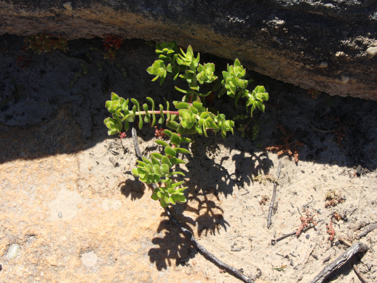 Crassula dejecta
