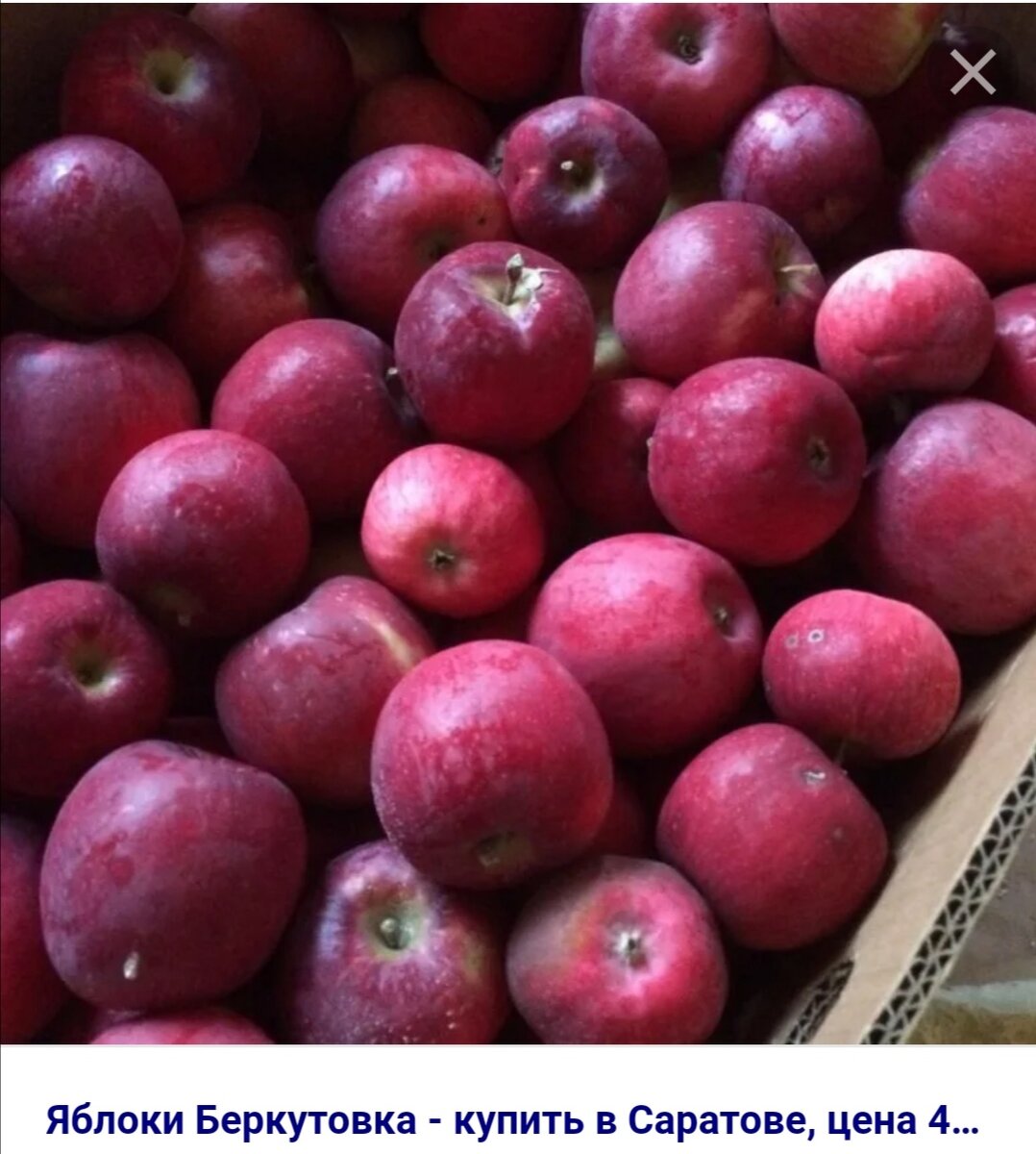 сорт орлик. яблоня алтайское пурпуровое. сорт яблони беркутовская. сорт яблони беркутовское. ).