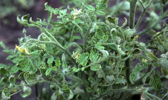 Как справиться с заболеваниями растений