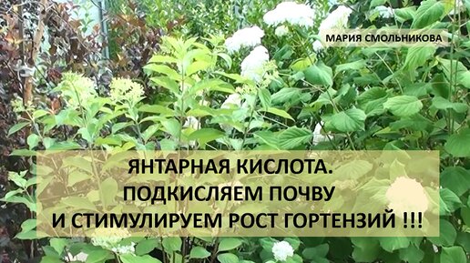 Янтарная кислота. Подкисляем почву и стимулируем рост гортензий !!!