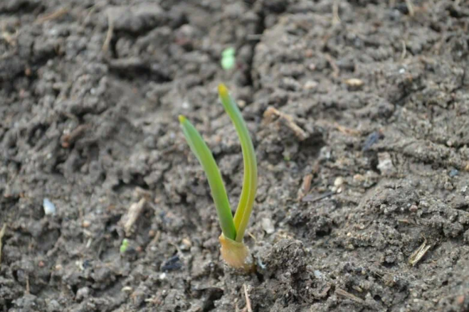 Добавьте описание