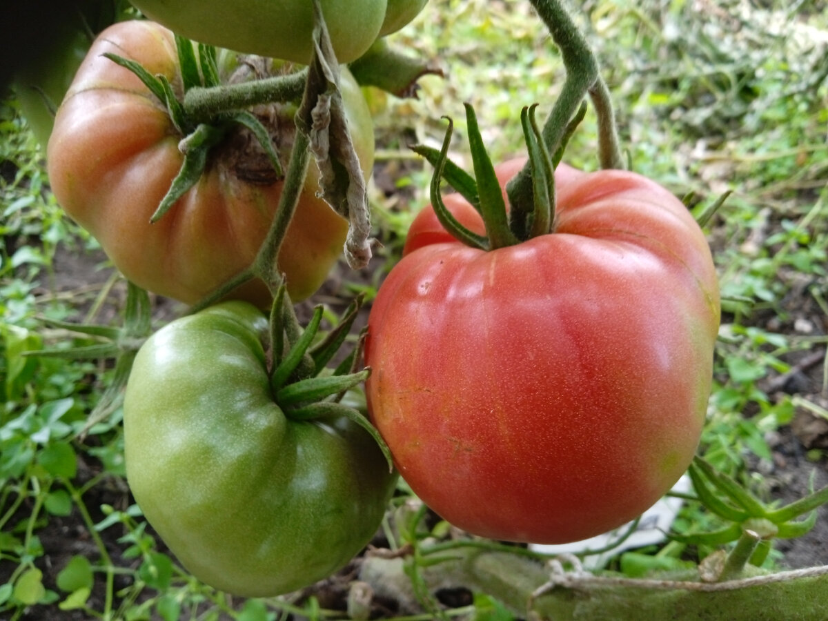 фото автора

ОГУРЦЫ МОЛОДЦЫ

