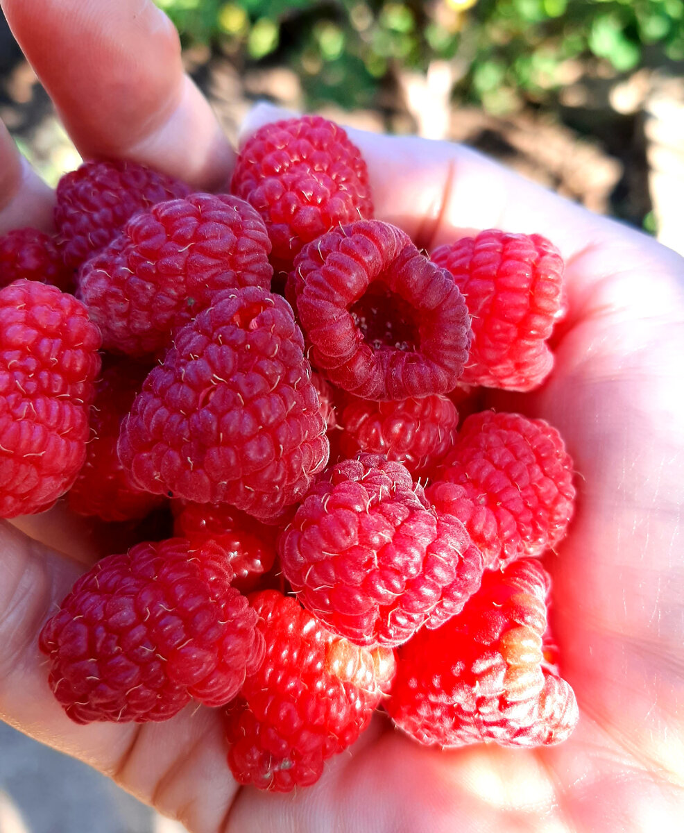 Моя малинка - сладкая!