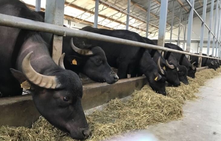    Буйволиная ферма в Ставропольском крае стала объектом научных экономических исследований