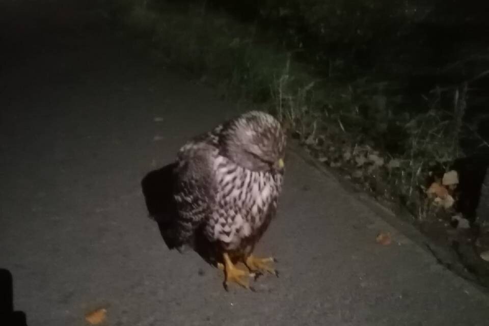     Раненую птицу нашли в Ленинском округе. Фото: Алексей Демидов