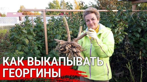 Как выкапывать георгины. Больные клубни не храним.