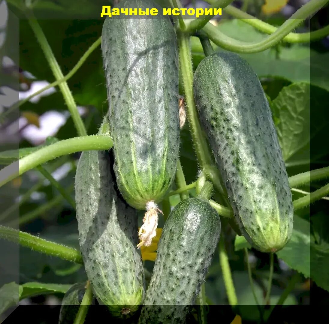 https://vk.com/photo-159774511_457256273. "Алтай"