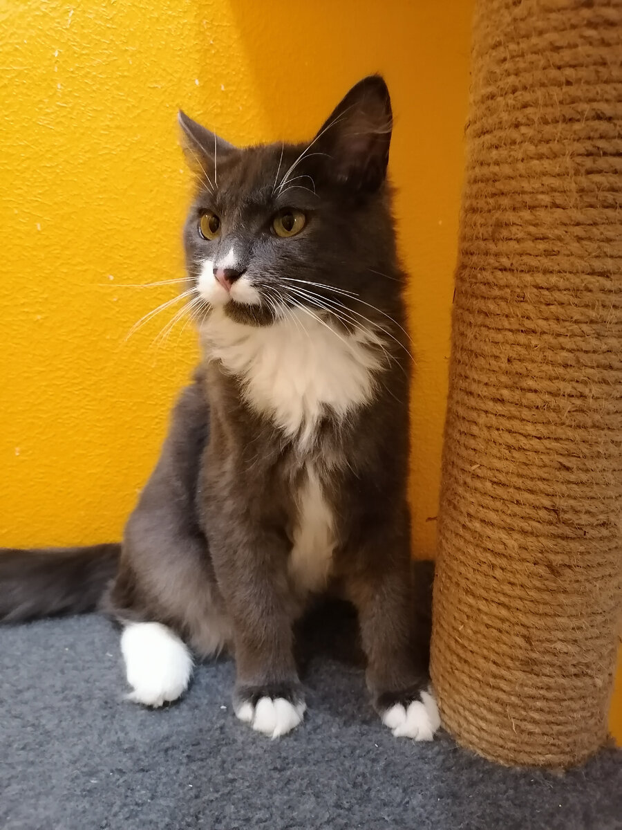 Так, миска с кормом полная??? Лоток чистый??? 