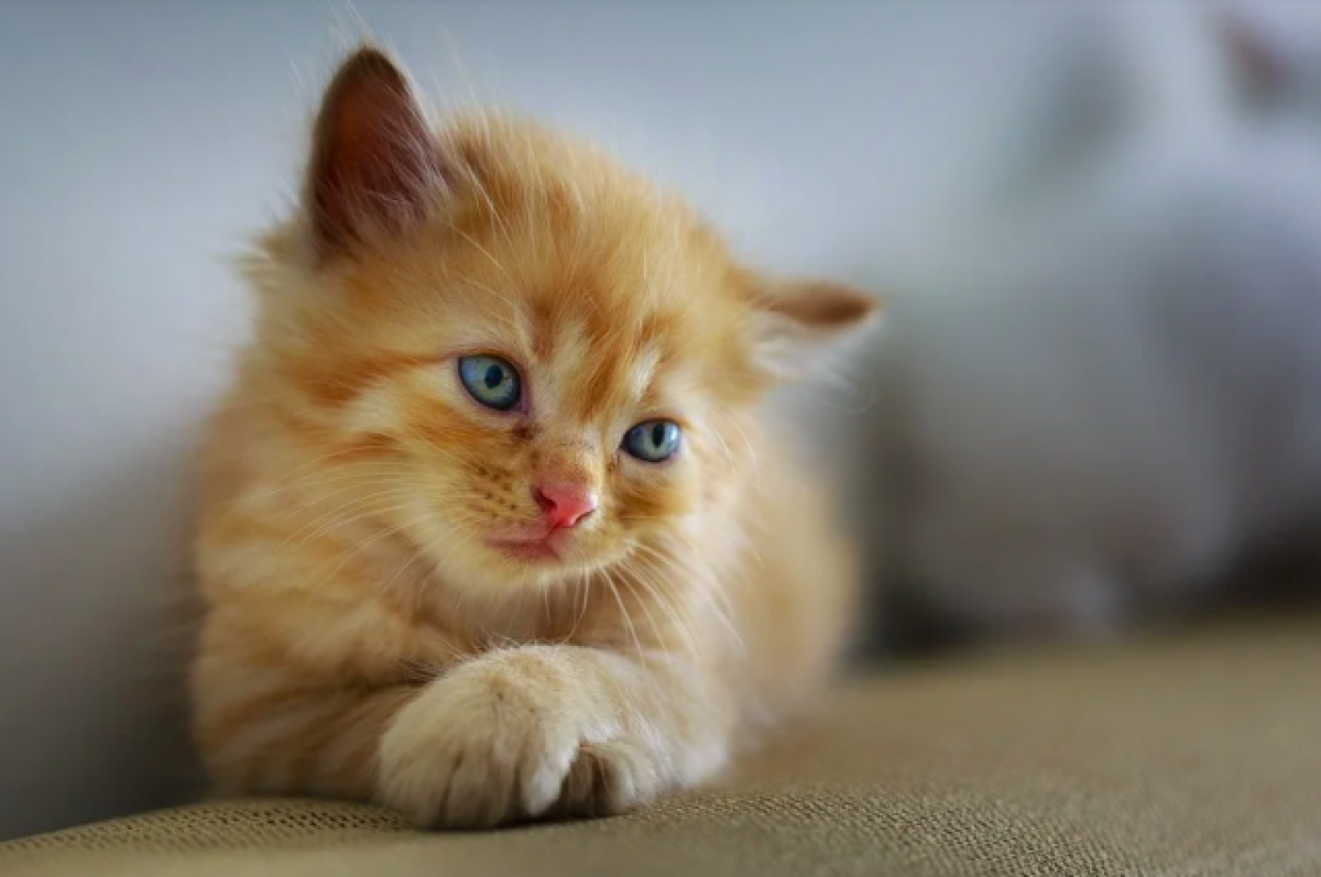   В Перми выброшенным на улицу котятам нужна кормящая кошка