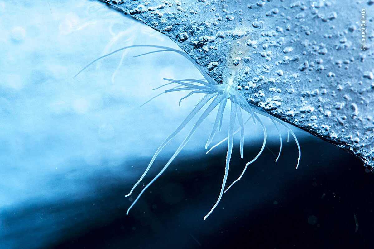 © Laurent Ballesta (Франция) «Ледяной анемон».
Победитель в категории «Портфолио» | WPY’2022