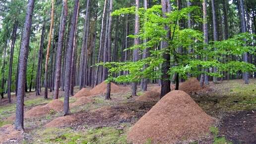 Рыжий лесной муравей: Гений из наших лесов. Оказалось, что рабочие роя ходят в «школу» и обучаются будущей профессии | Видео 🎥