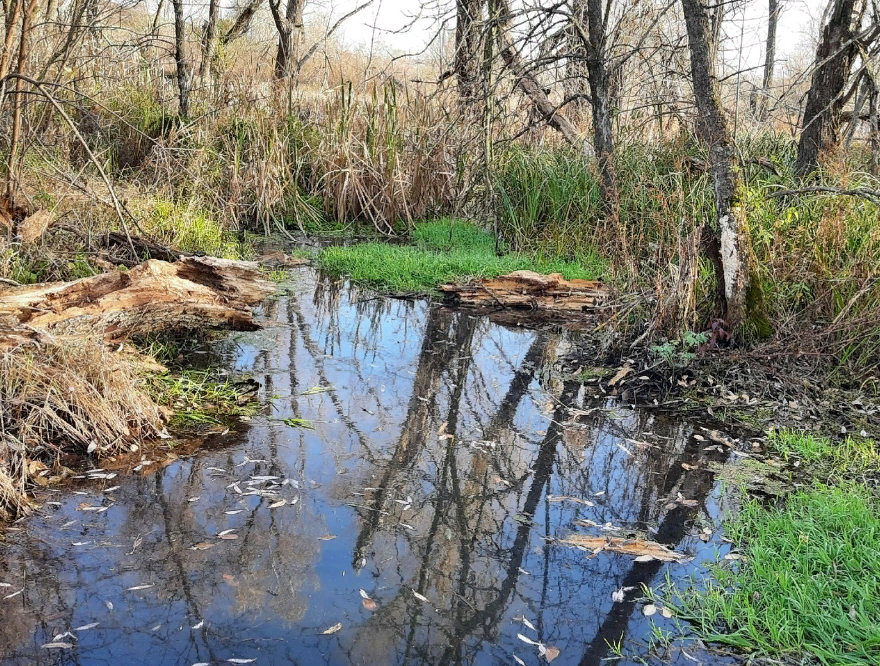 Мертвая река. Мёртвая и Живая вода ростения.