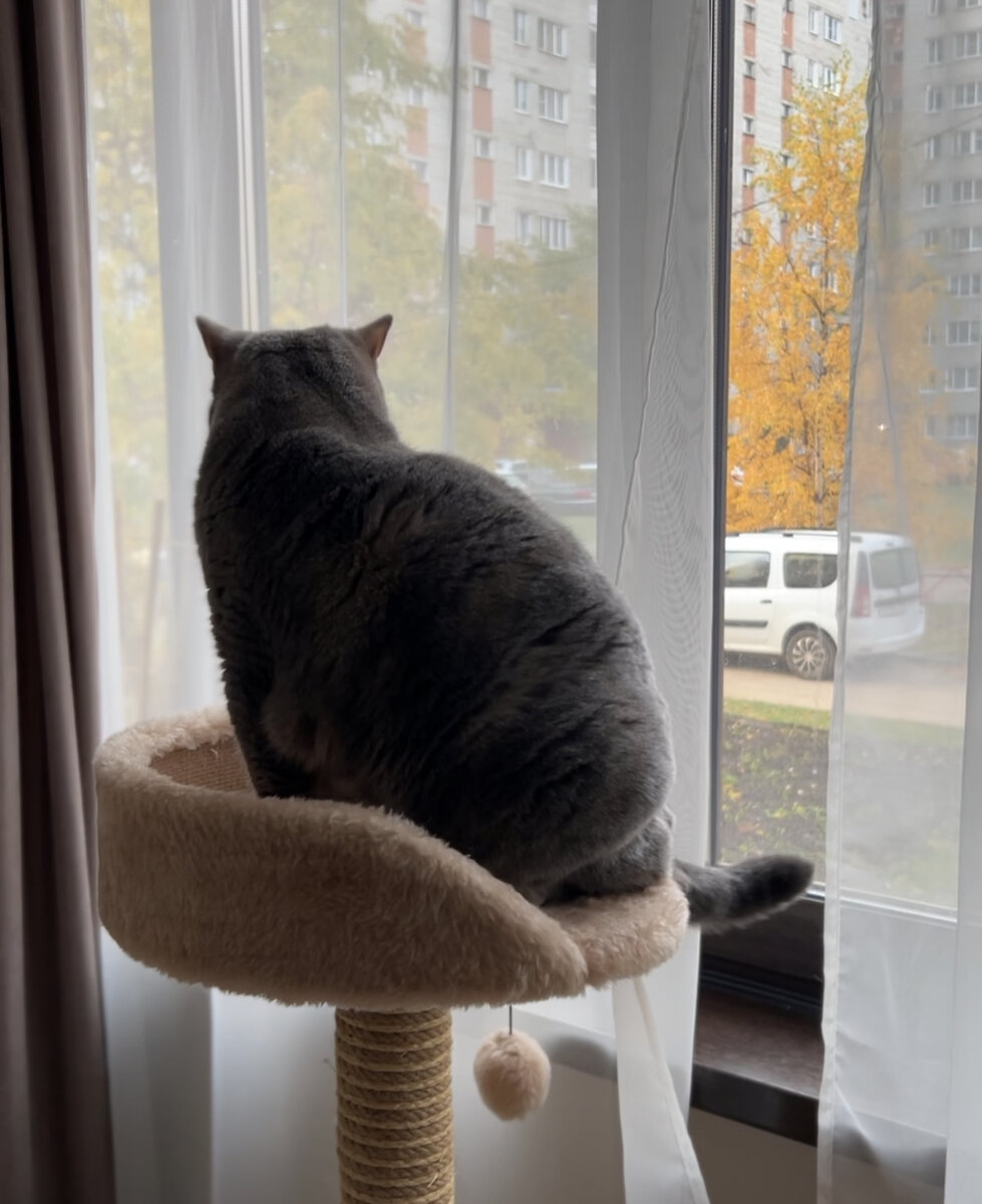 🍁🍁🍁