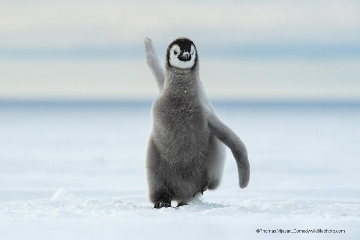 © Tomas Vijayan.
Финалист Comedy Wildlife Photography Awards’2022