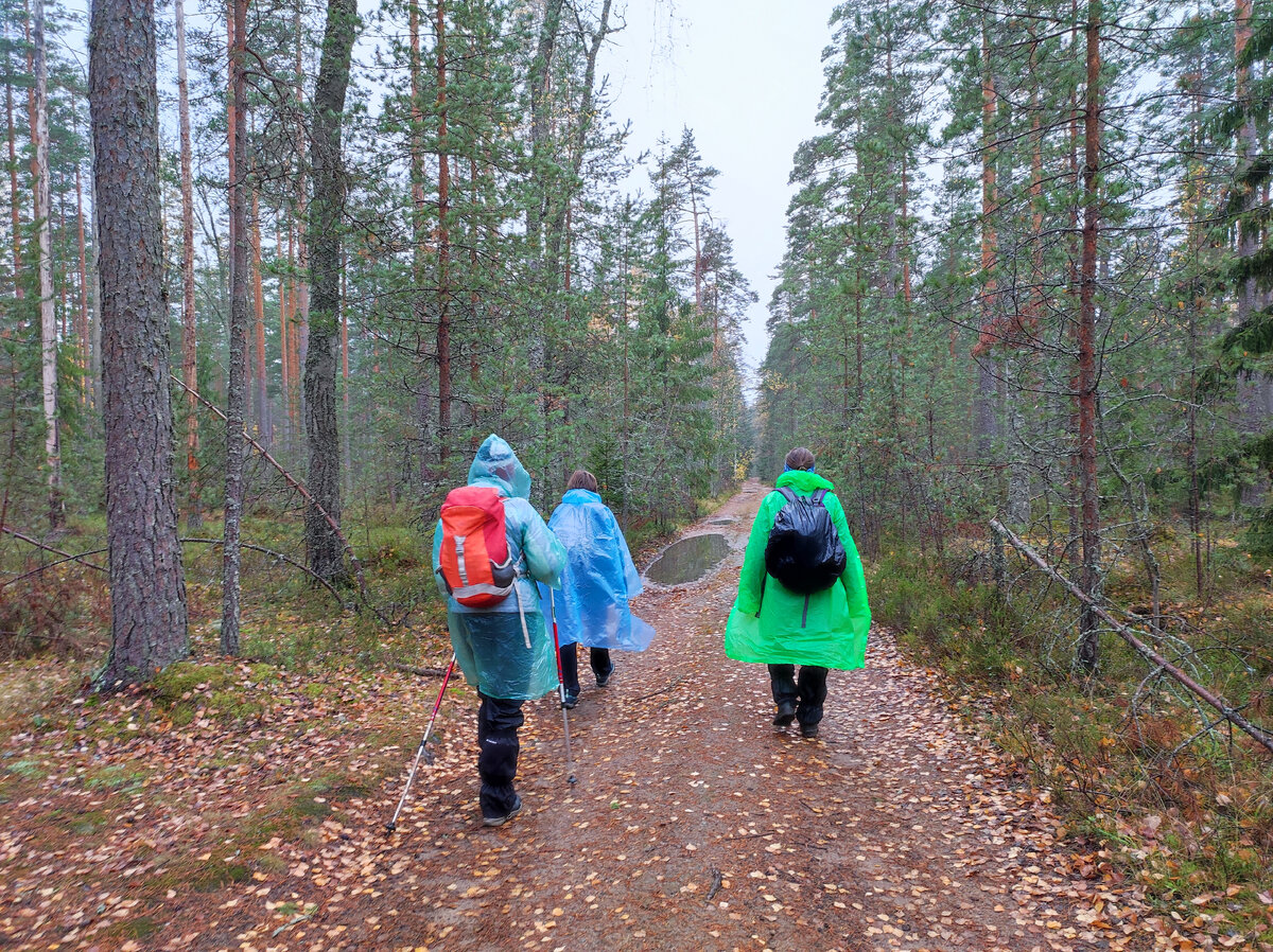 Идём по лесной дороге.