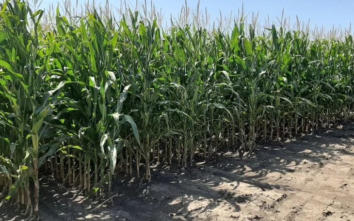    Создание ресурсных фермерских центров и цифровые услуги плюсуют прибыль Syngenta Group