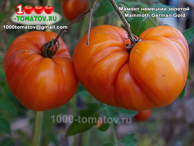 Томат Мамонт немецкий золотой Mammoth German Gold фото 2