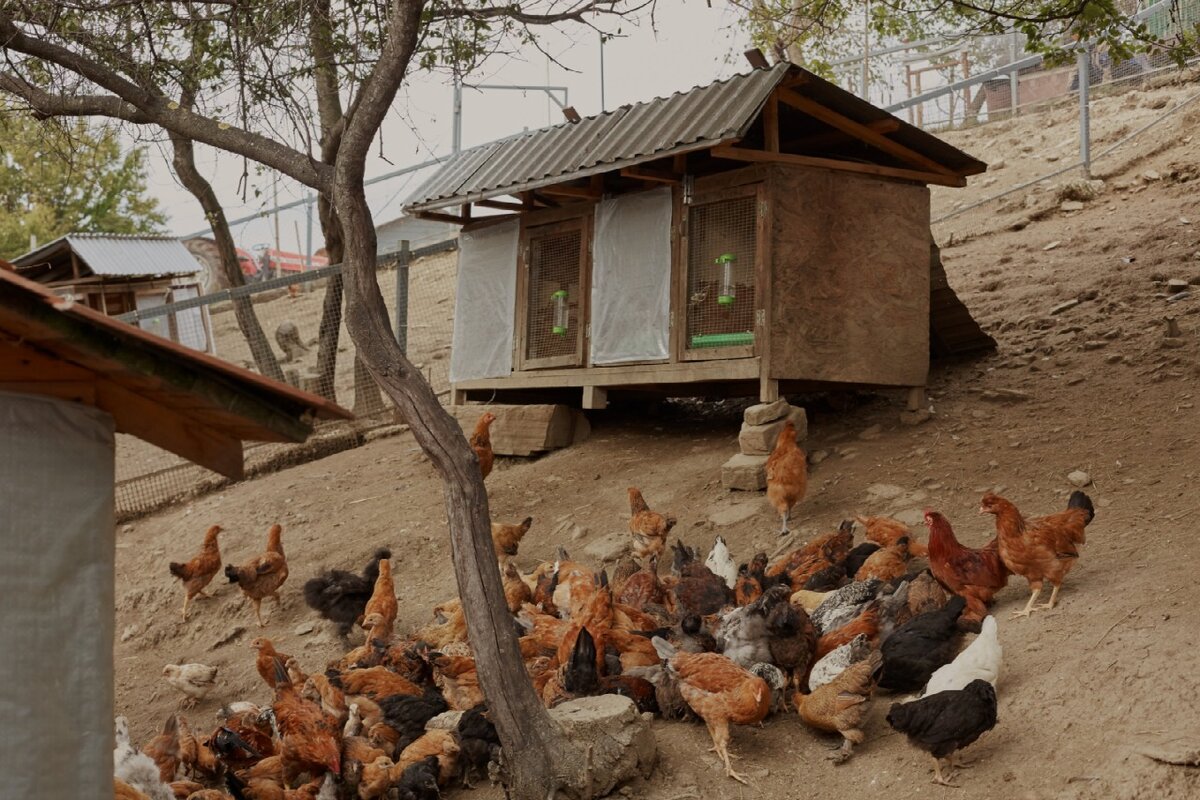 Ферма "Экзархо" занимается, в том числе, органическим производством растениеводческой и животноводческой продукции.